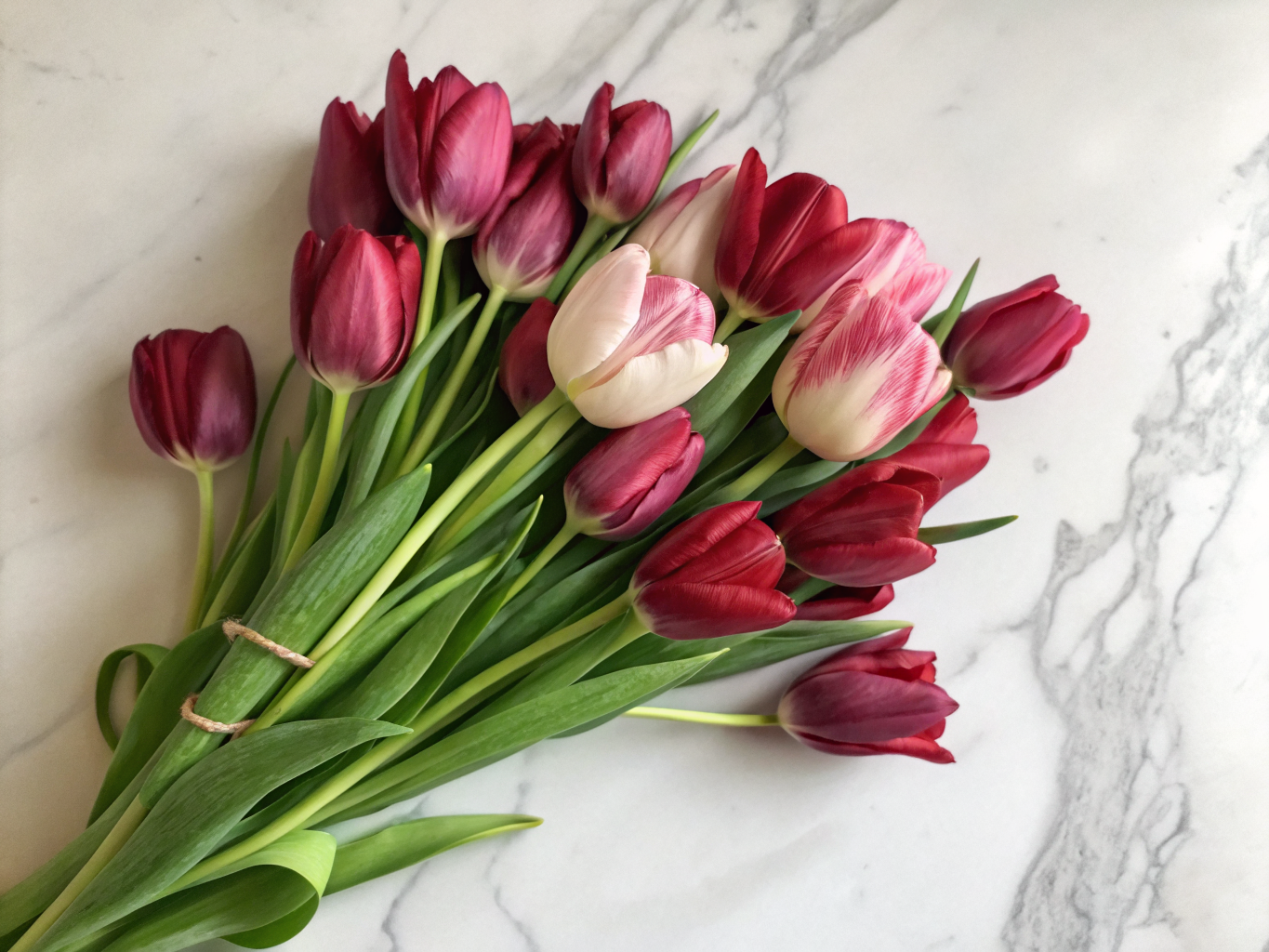 Tulpen — zärtliche Eleganz