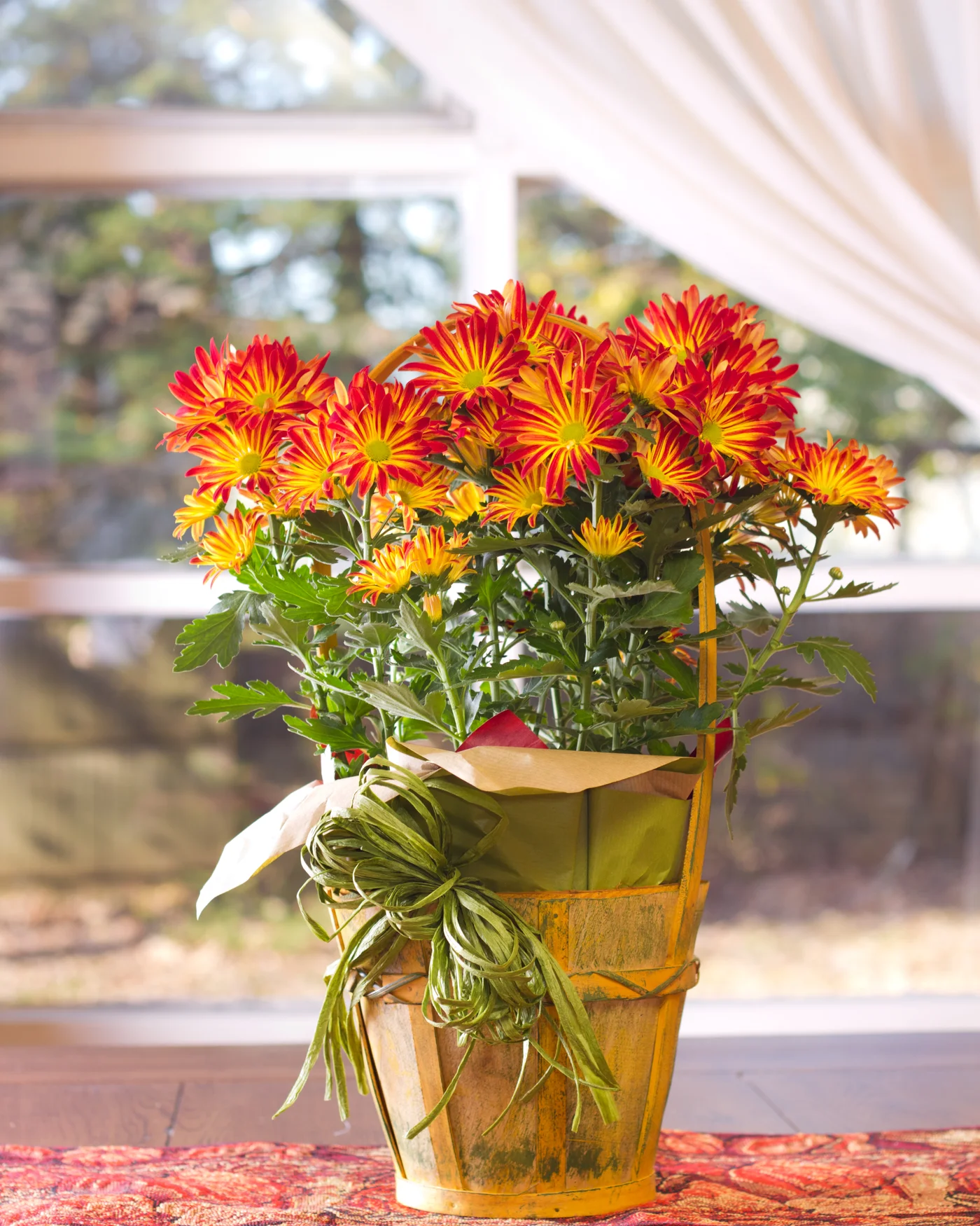 Chrysantheme — Events, langlebige Dekoration, Sträuße