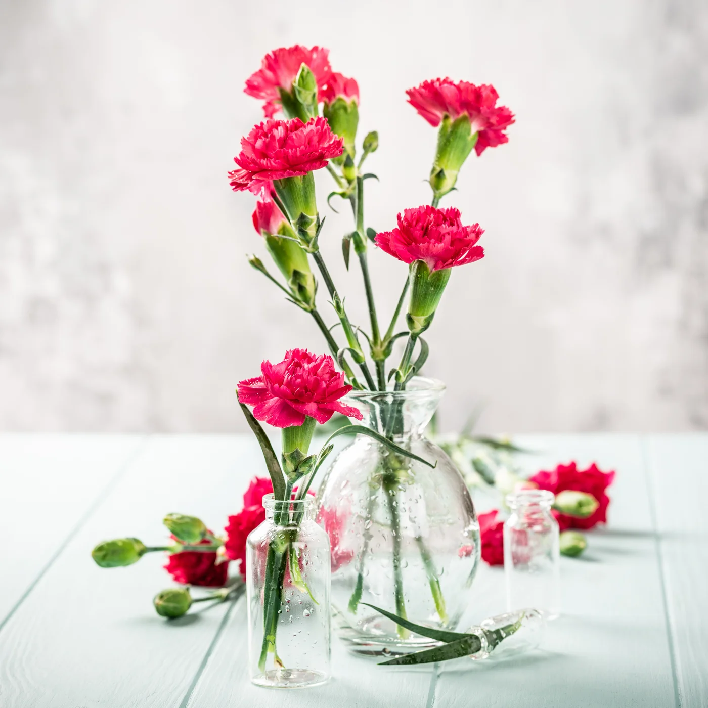 Nelke — Langlebige Arrangements, Geschenke, Duft