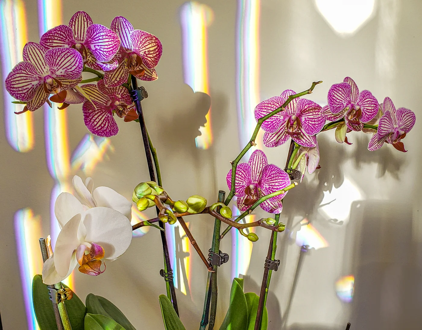 Orchidee — Dekoration, langlebige Geschenke, Eleganz
